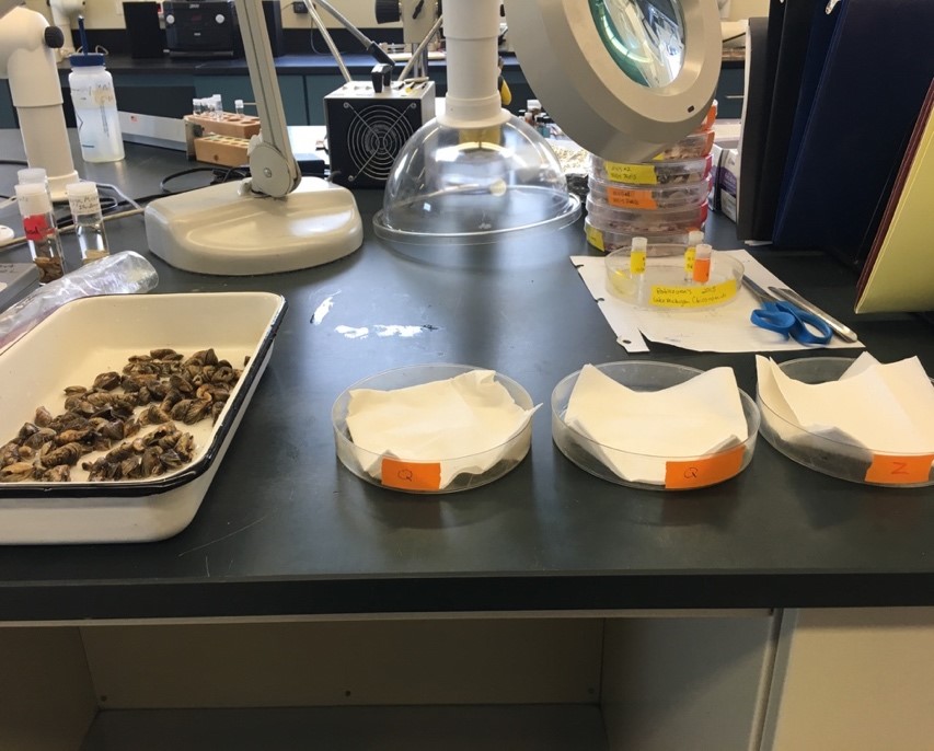  Fig 1. Sorting quagga and zebra mussels 